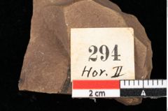 Foto (Detailansicht) von Pinus oceanines Unger (NHMW-GEO-2024-0188-0294)